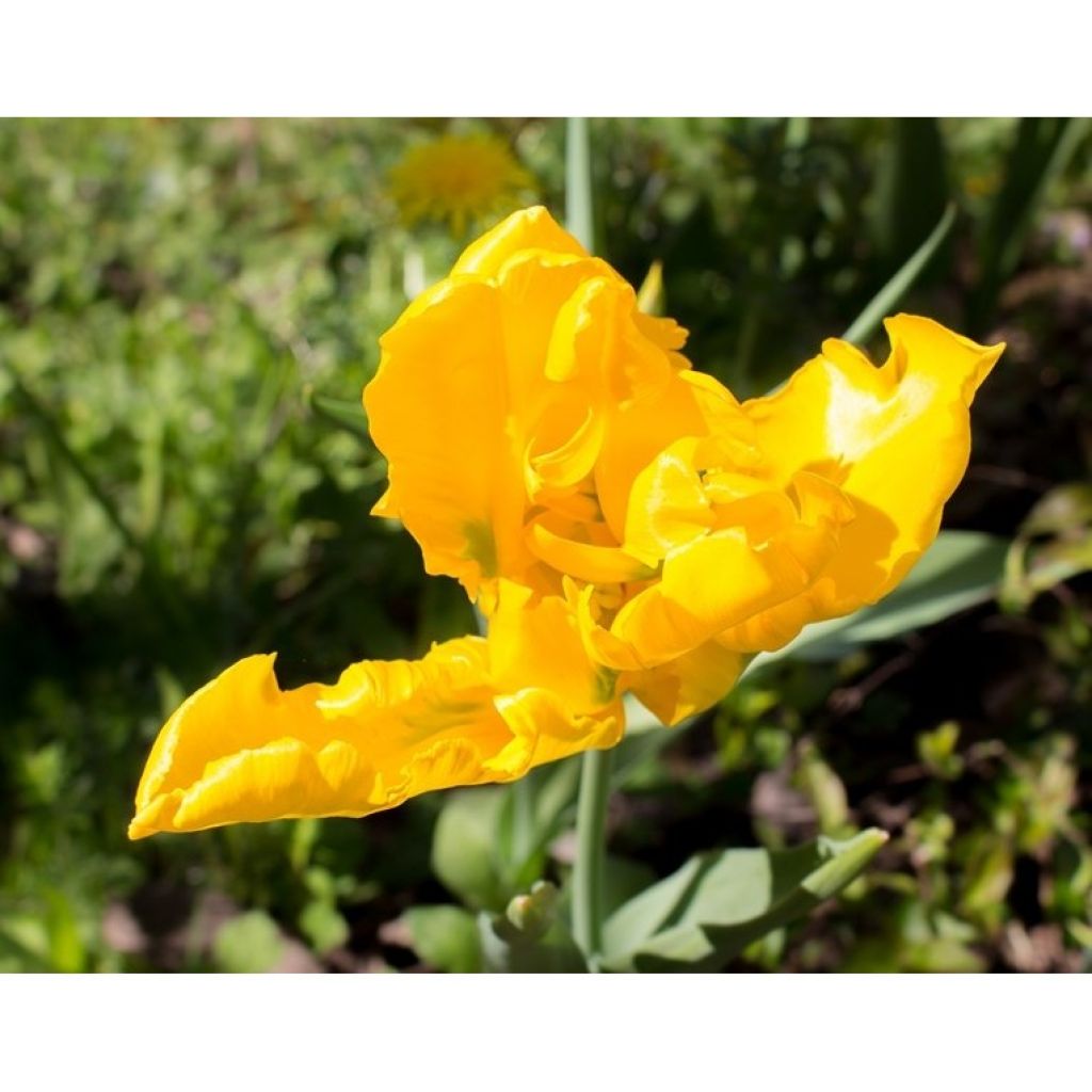 Tulipa Yellow Sun - Parrot Tulip