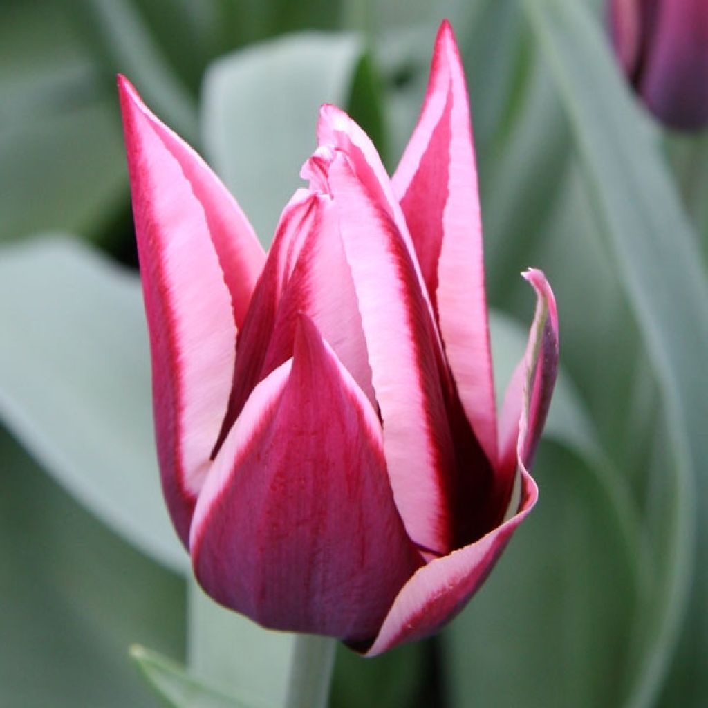 Tulipa Triumph Rajka - Triumph Tulip