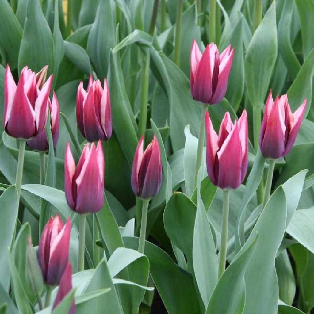 Tulipa Triumph Rajka - Triumph Tulip