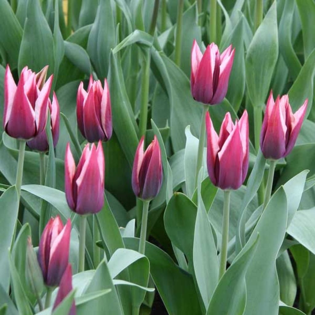 Tulipe Triomphe Rajka