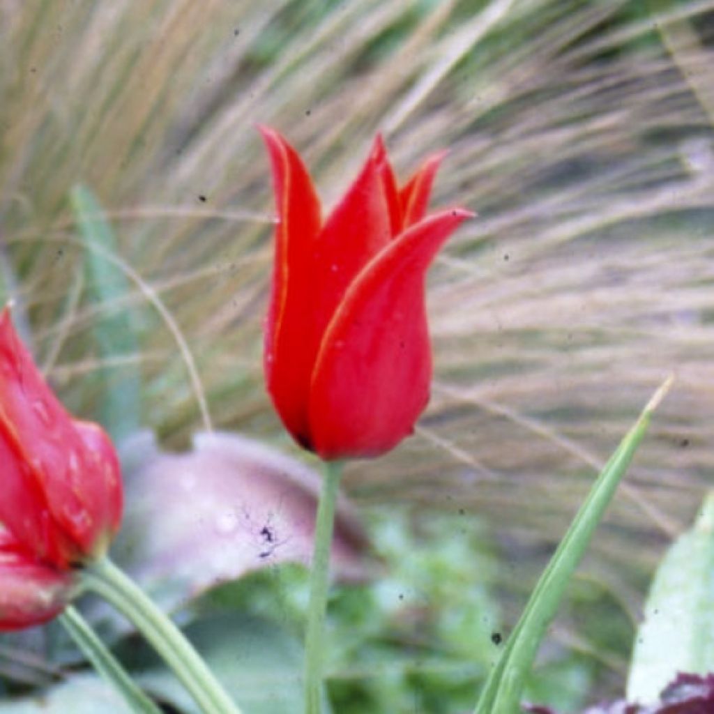 Tulipa schrenkii - Botanical Tulip