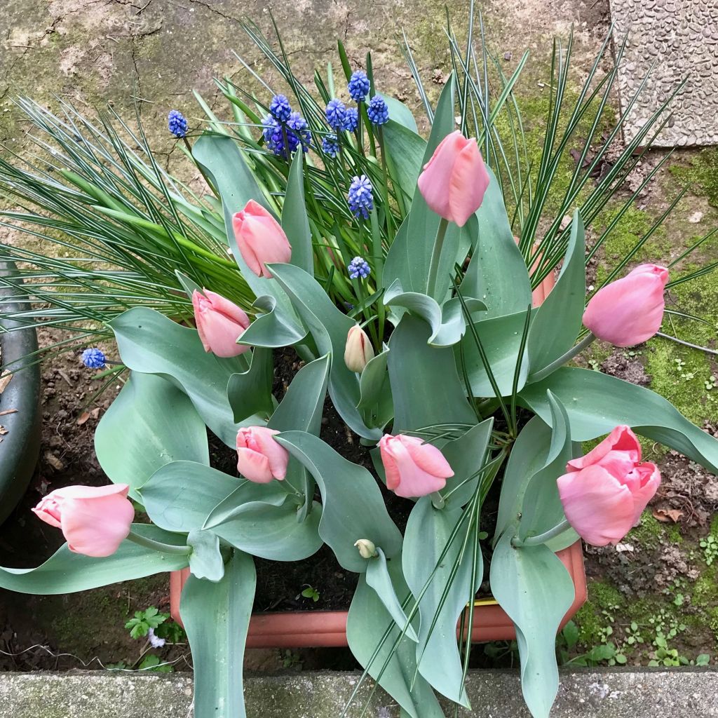 Tulipa Apricot Beauty