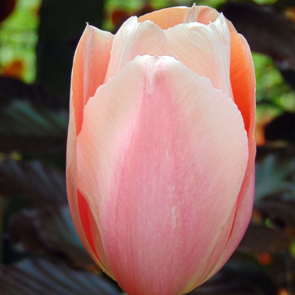 Tulipa Apricot Beauty