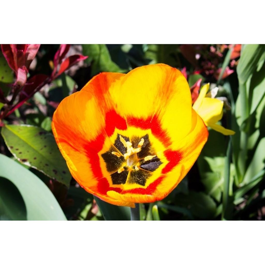 Tulipa Flair