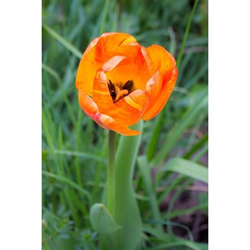 Tulipa  Generaal De Wet - Early single Tulip