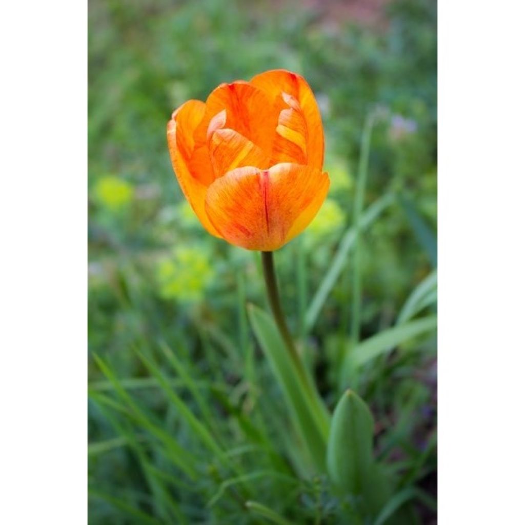 Tulipa  Generaal De Wet - Early single Tulip