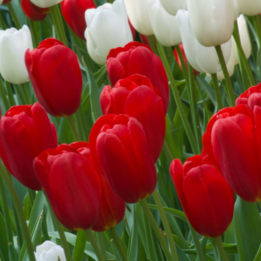 Tulipa Sky High Scarlet - Early simple Tulip