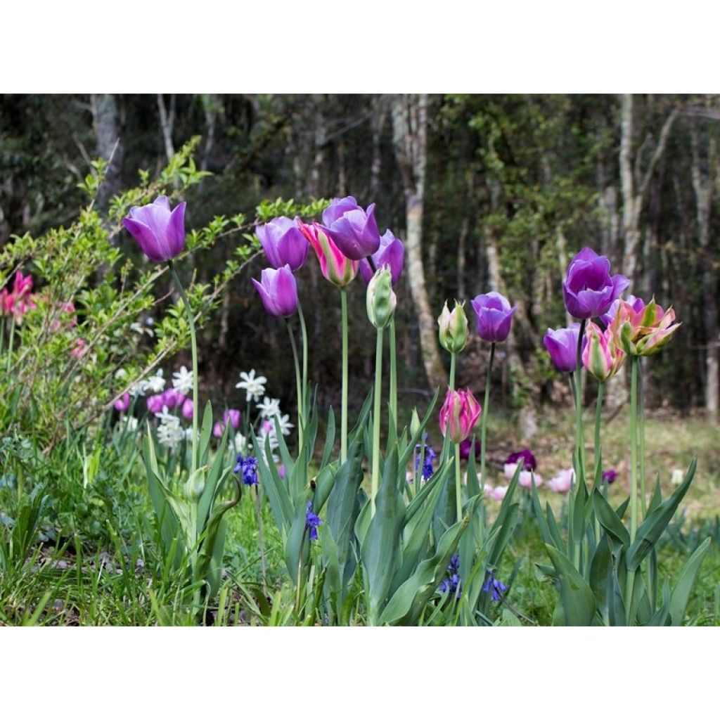 Tulipa Violet Beauty