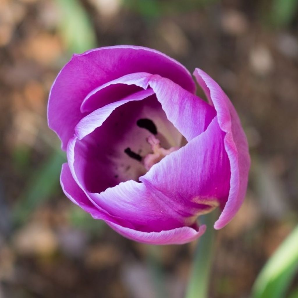 Tulipa Violet Beauty