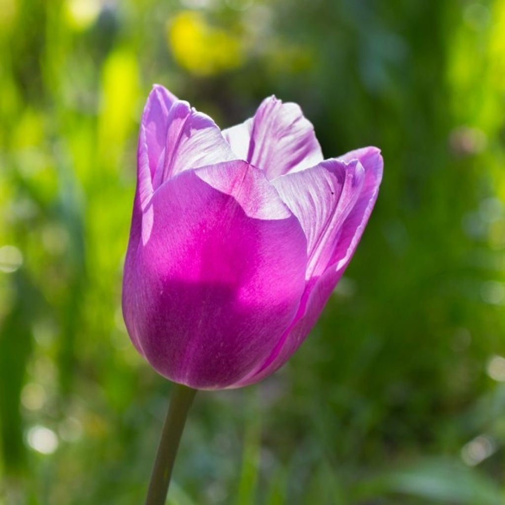 Tulipa Violet Beauty