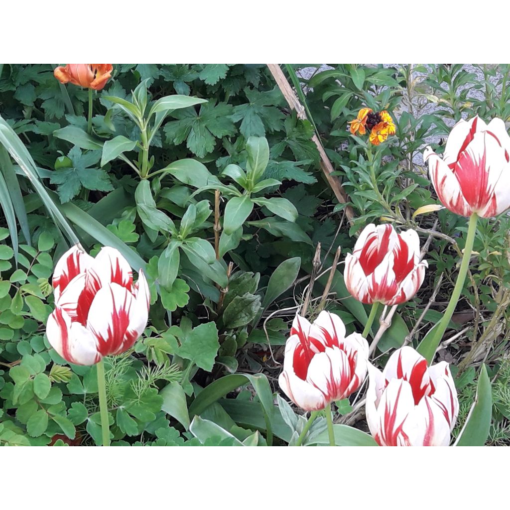 Tulipa  World Expression