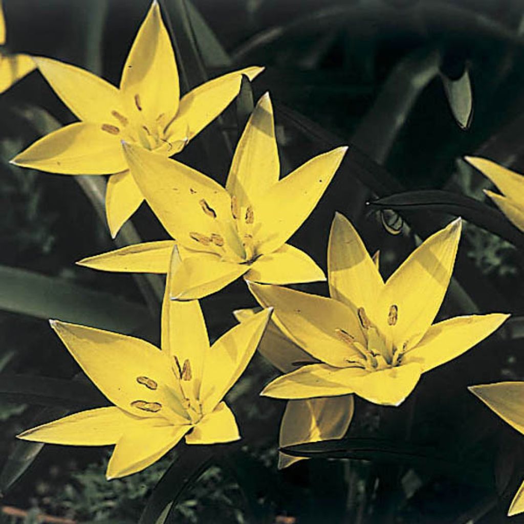 Tulipa sylvestris - Botanical Tulip