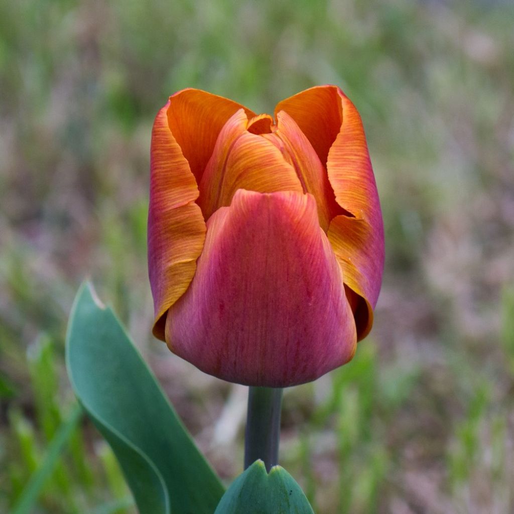 Tulipa Cairo