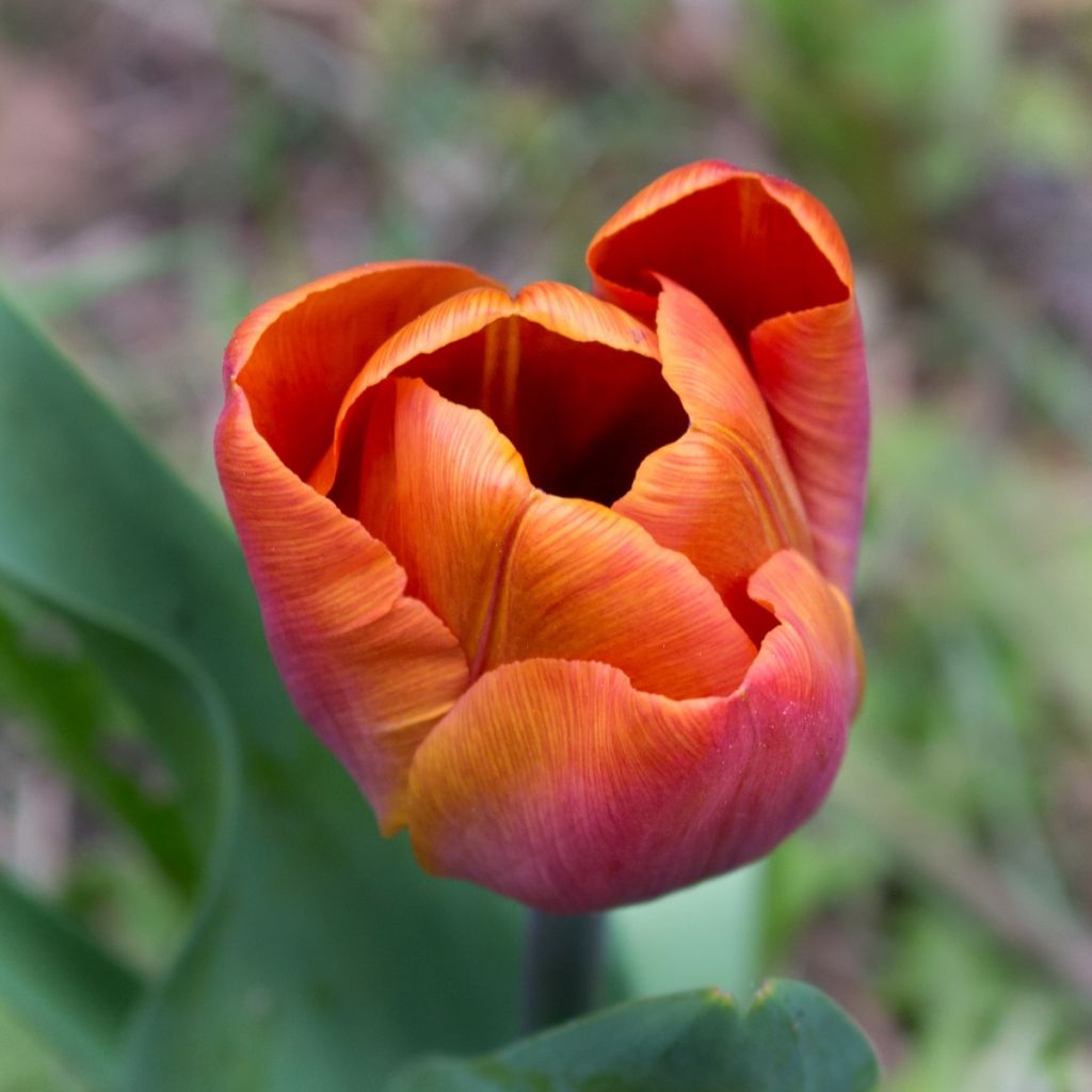 Tulipa Cairo