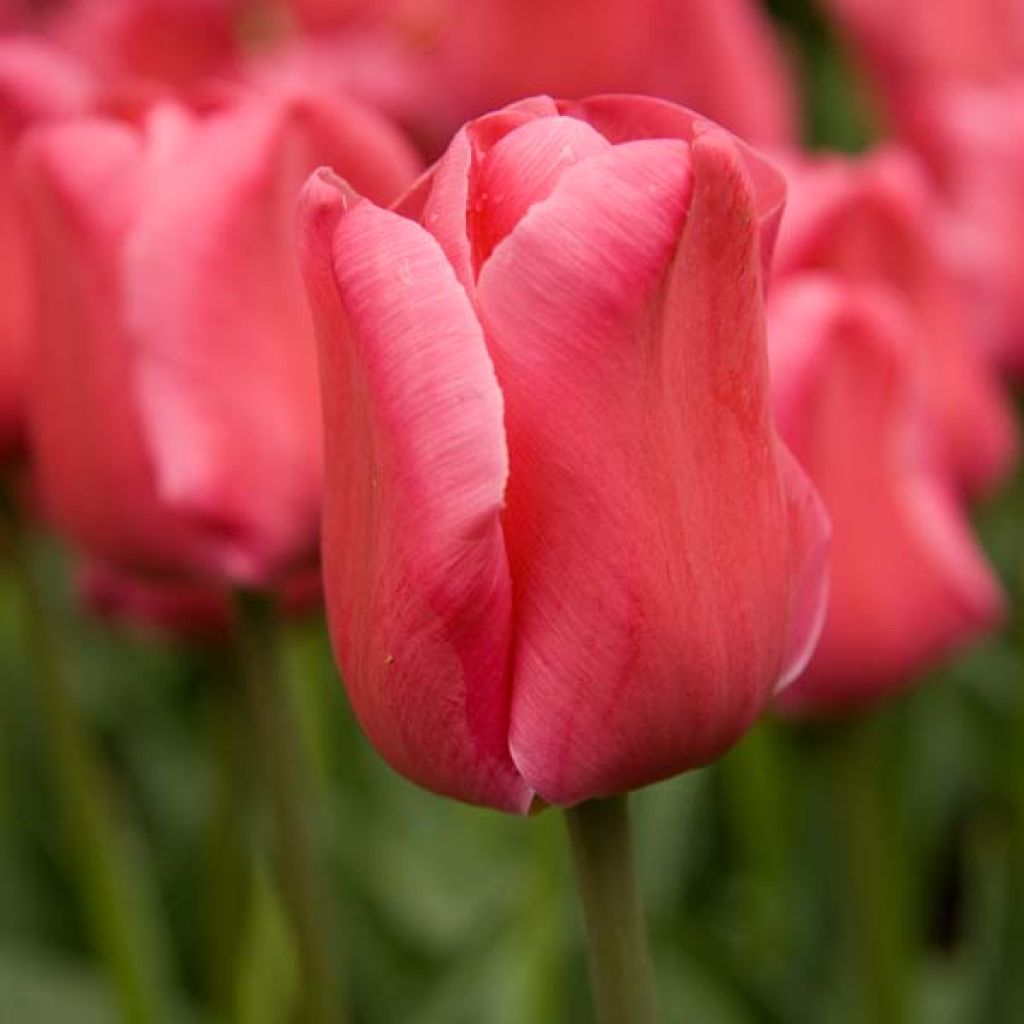 Tulipa Carola