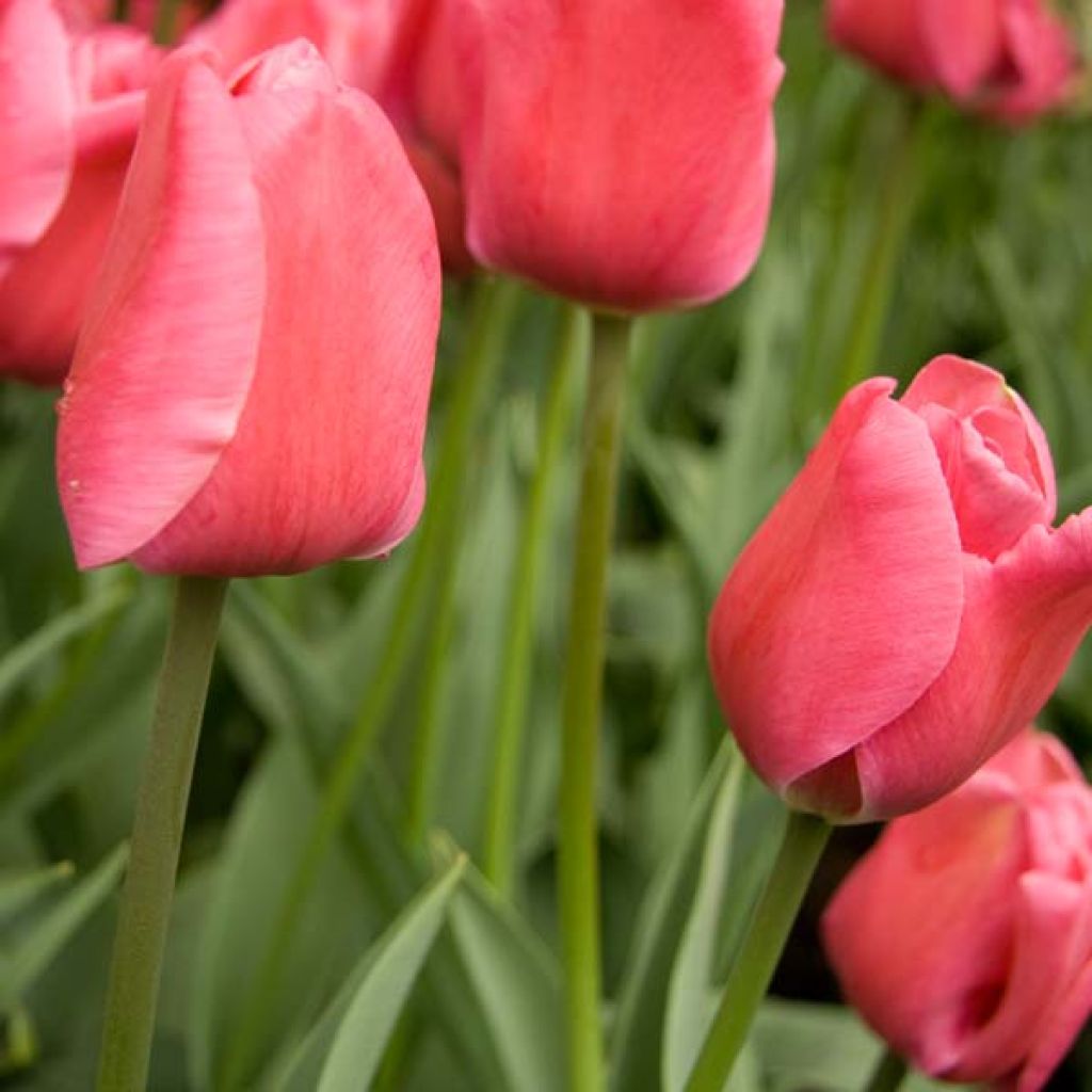 Tulipa Carola