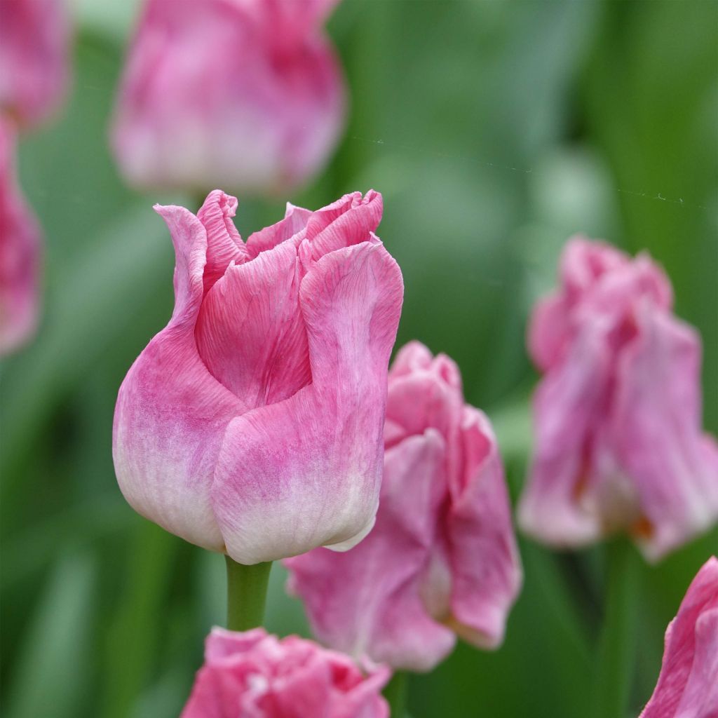 Tulipa Triumph Crown of Dynasty