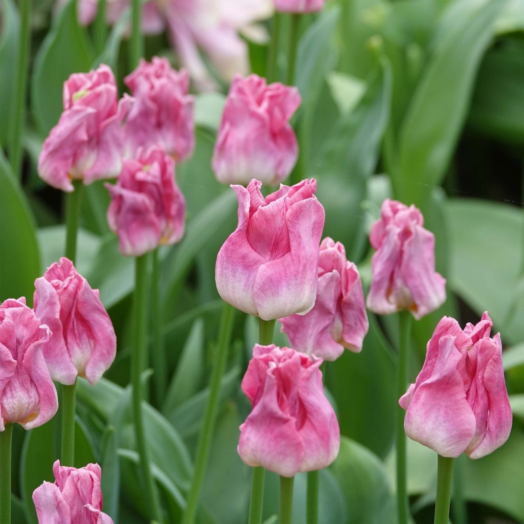 Tulipa Triumph Crown of Dynasty