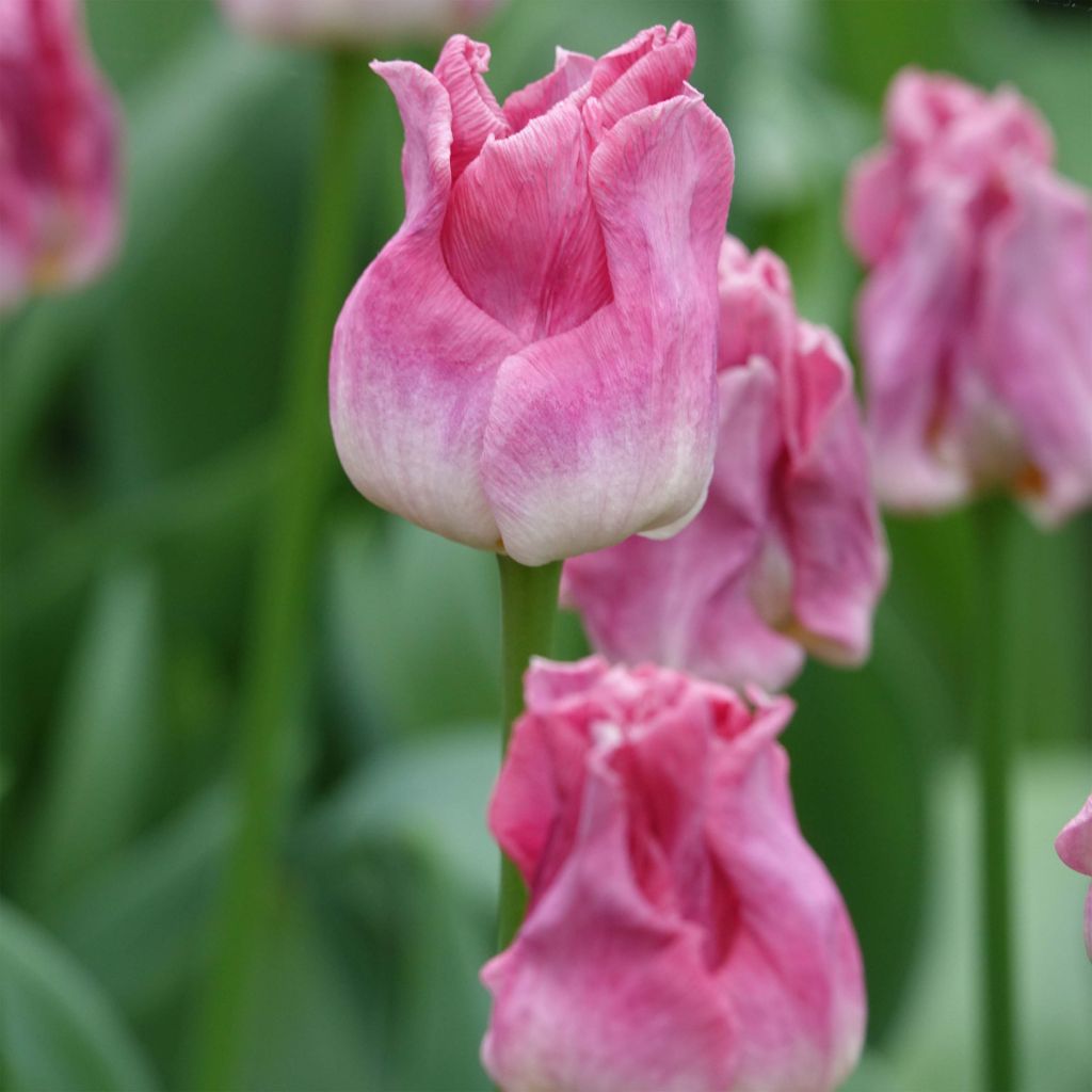 Tulipa Triumph Crown of Dynasty