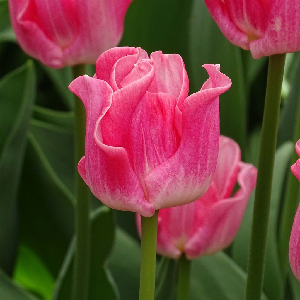 Tulipa Triumph Crown of Dynasty