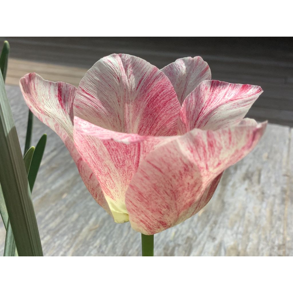 Tulipa Hemisphere - Triumph Tulip