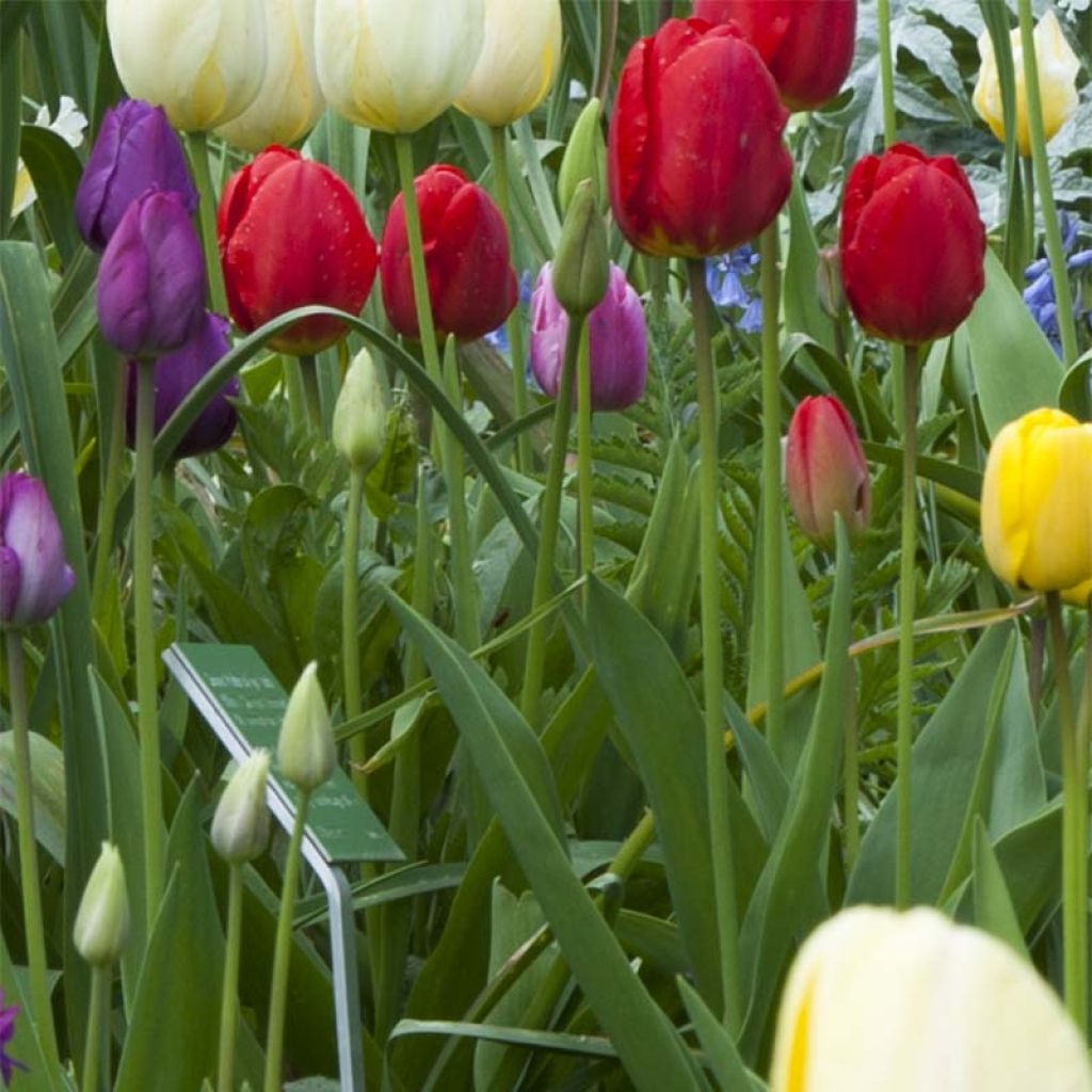 Tulipa 'Ile de France'