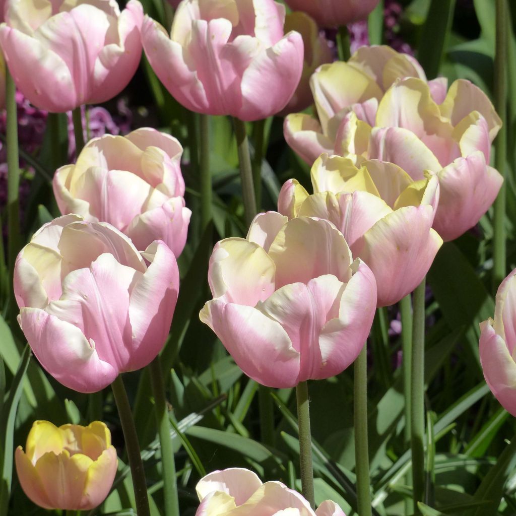 Tulipa 'Mango Charm'