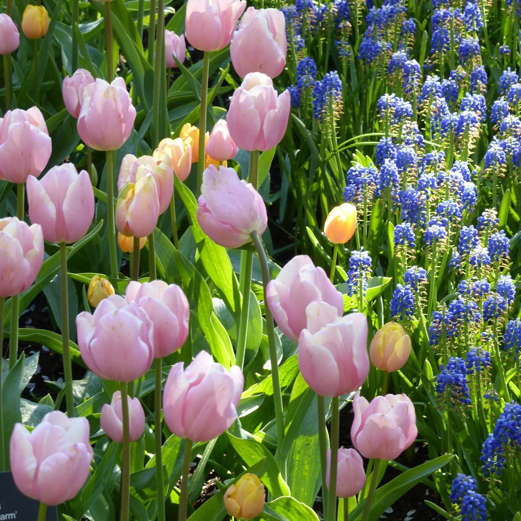 Tulipa 'Mango Charm'