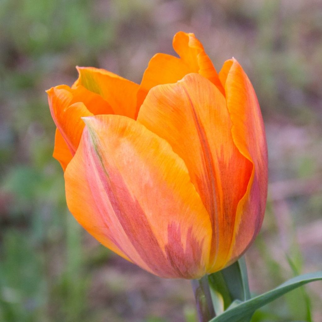 Tulipa Triumph Princesse Irene