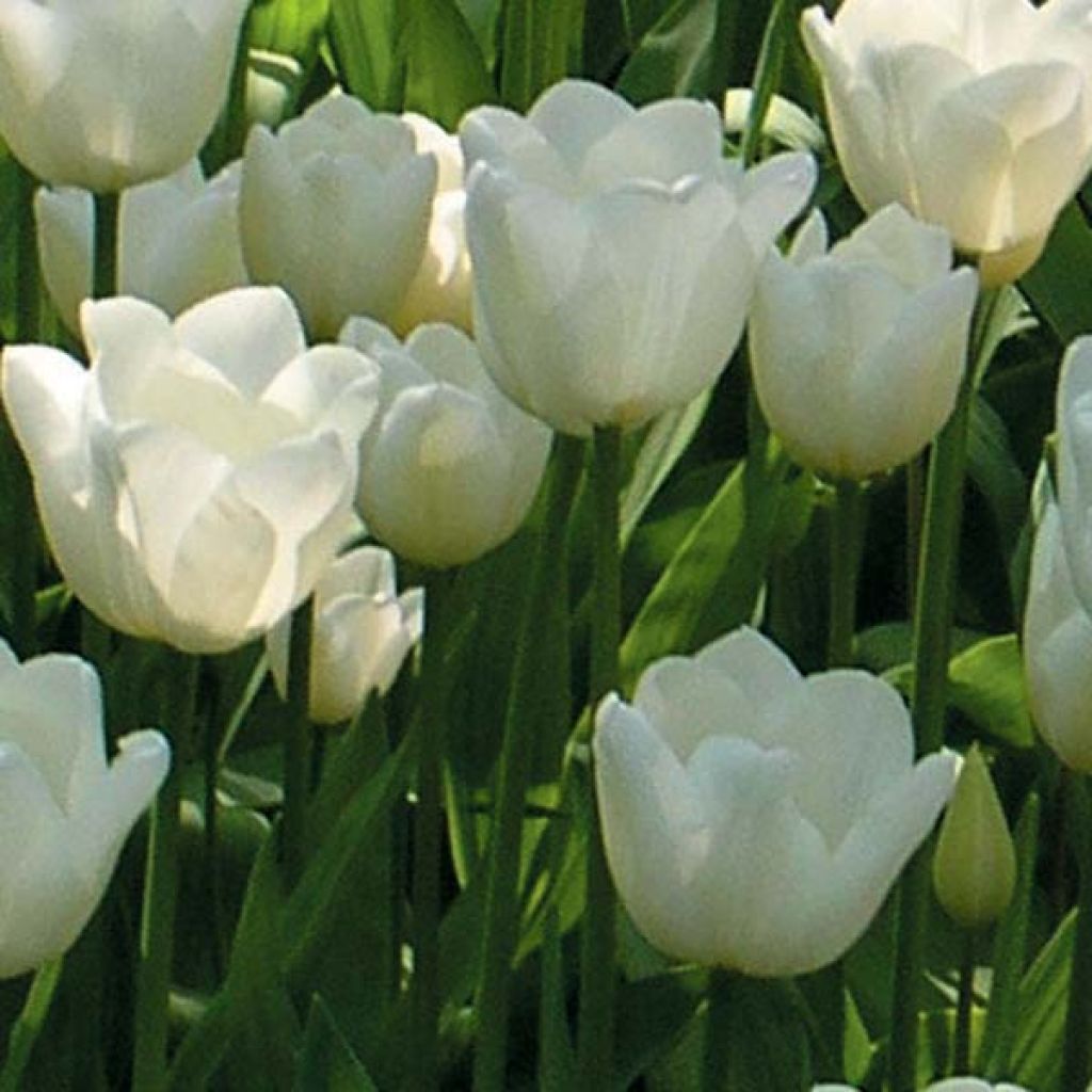 Tulipe Triomphe White Dream