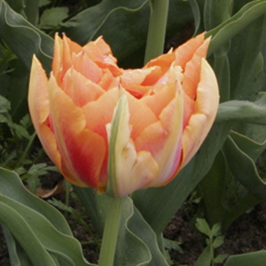 Tulipe Double Hâtive Willem van Oranje