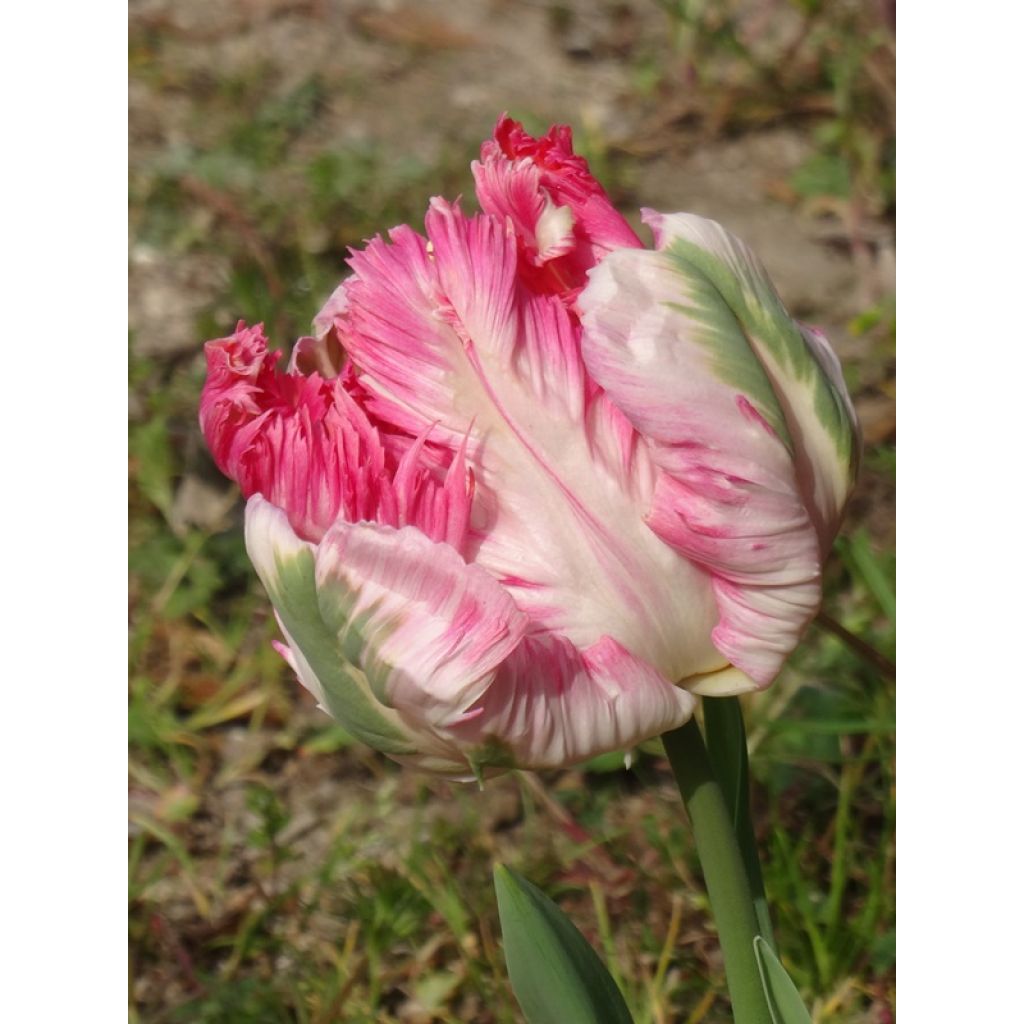 Tulipa Apricot Parrot