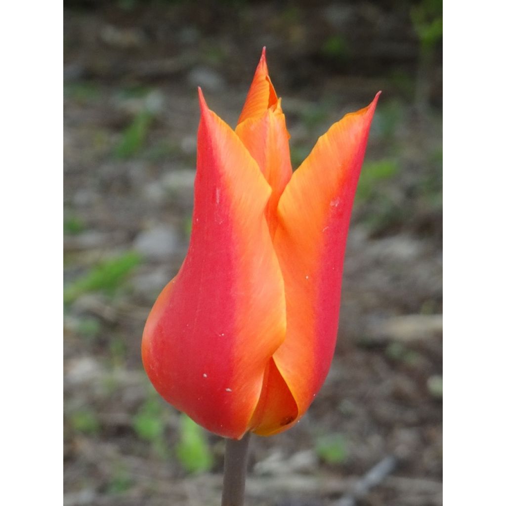 Tulipa Ballerina - Lily flowering Tulip