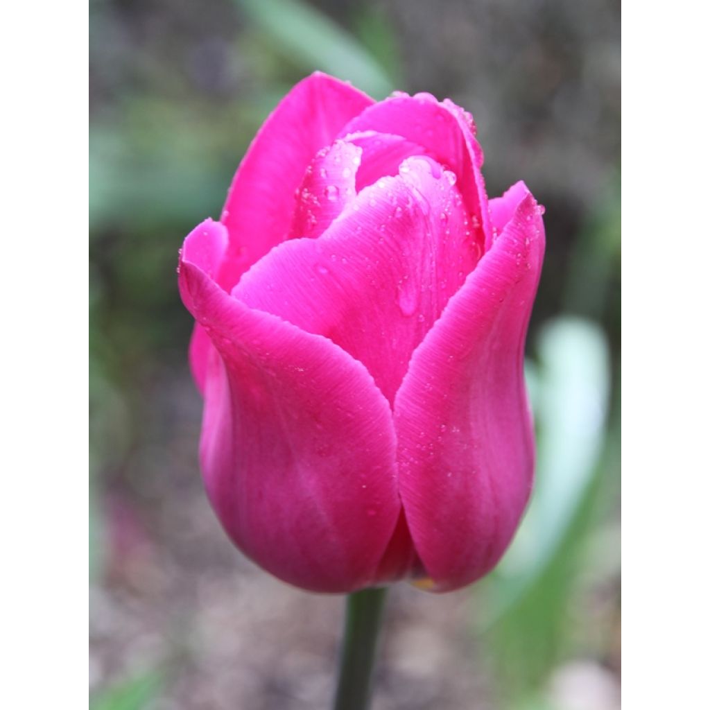 Tulipa Barcelona