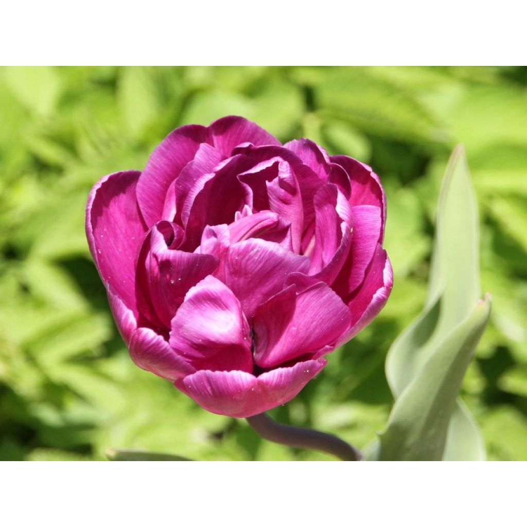 Tulipa Blue Diamond