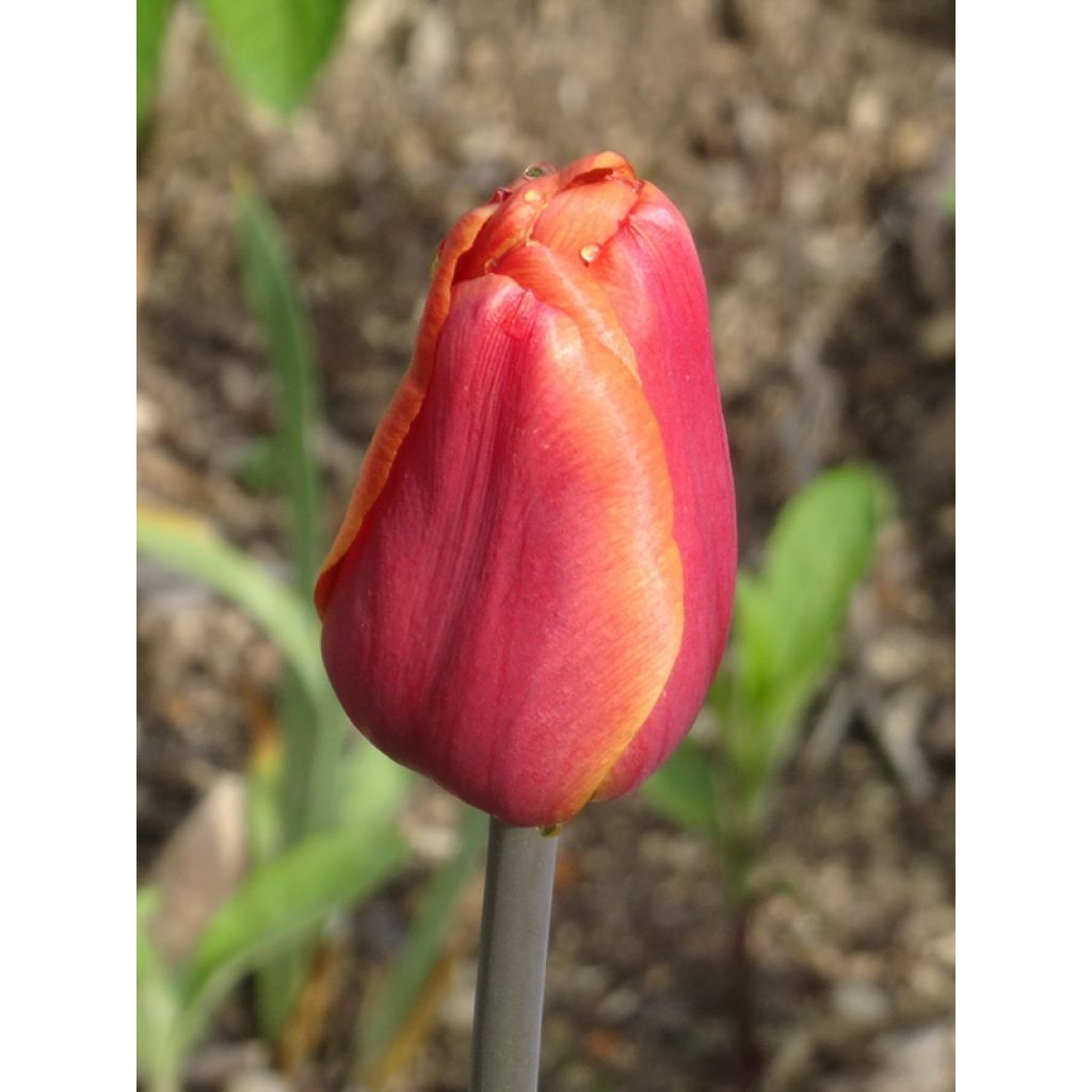 Tulipa Brown Sugar