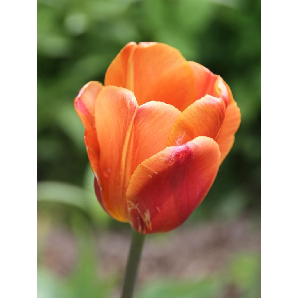 Tulipa Brown Sugar
