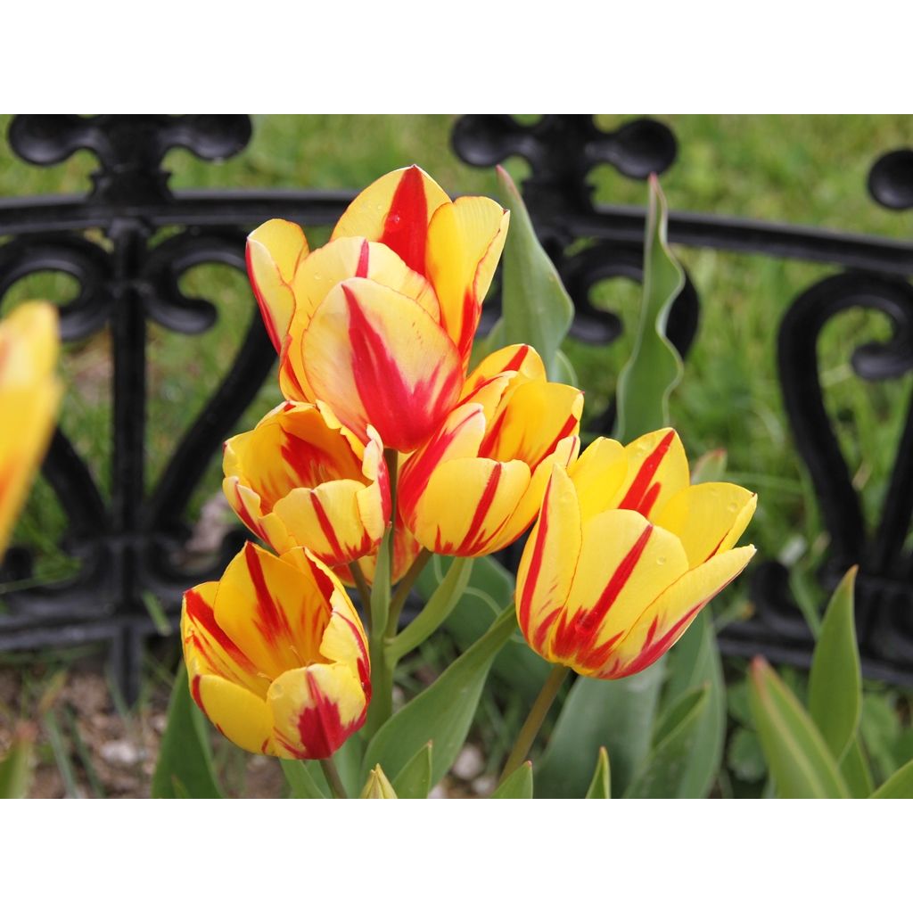 Tulipa Colour Spectacle - Mutliple flowering Tulip