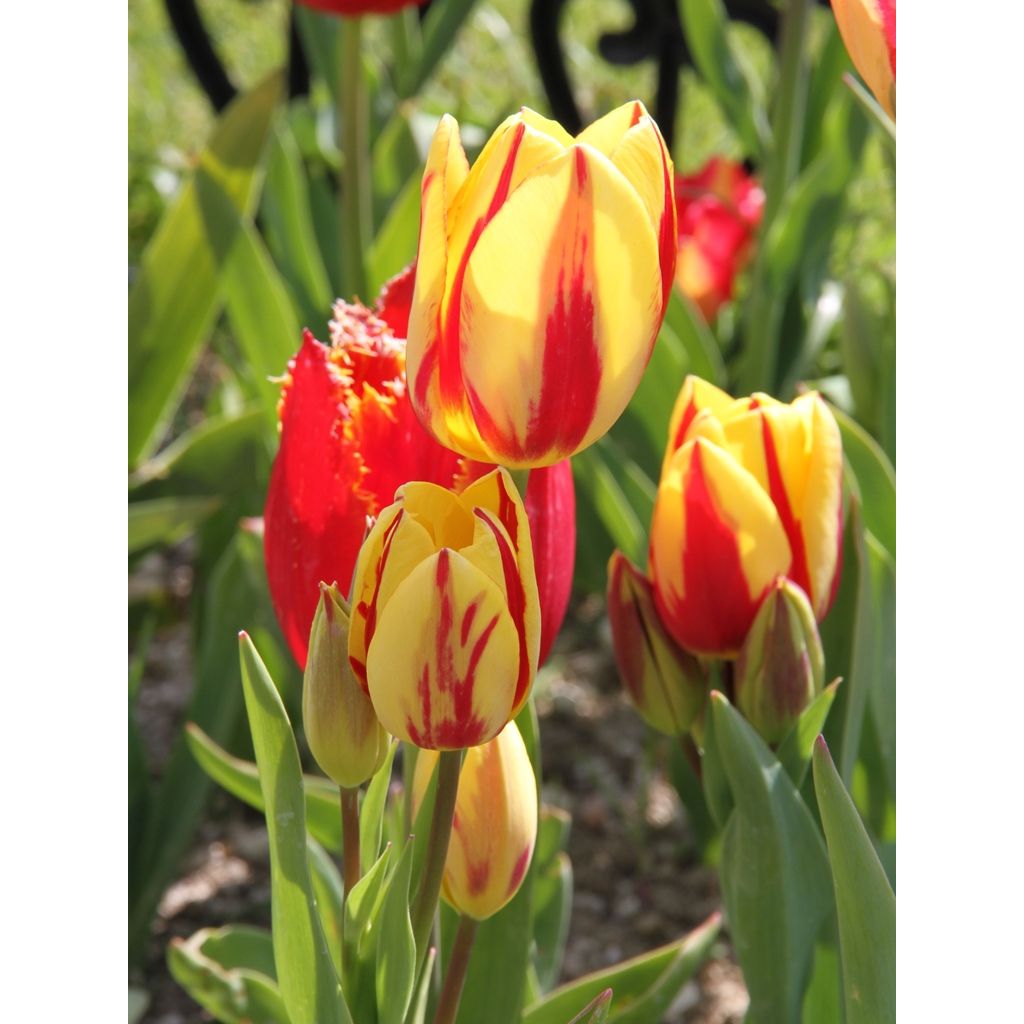 Tulipa Colour Spectacle - Mutliple flowering Tulip