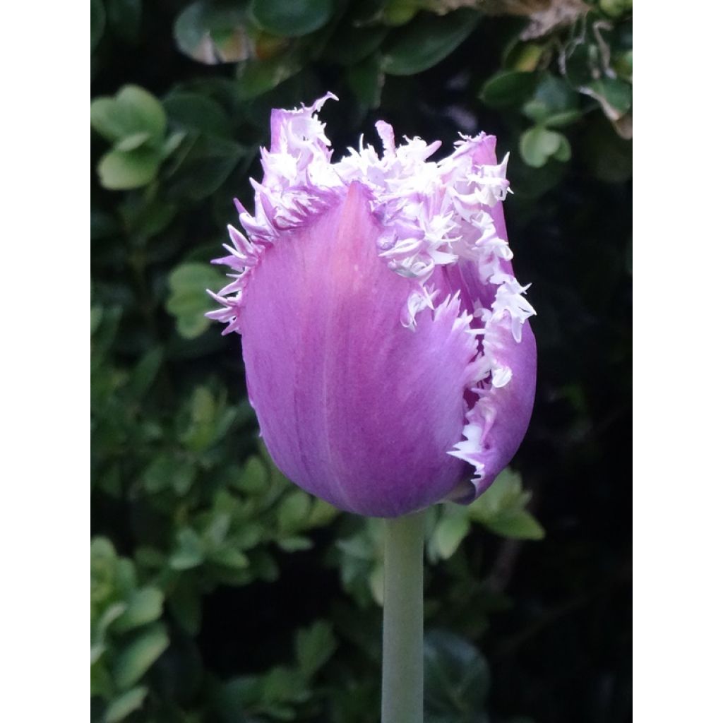 Tulipa crispa Cummins - Fringed Tulip