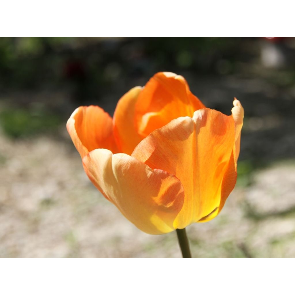 Tulipa Darwin hybride Daydream - Darwin hybrid Tulip