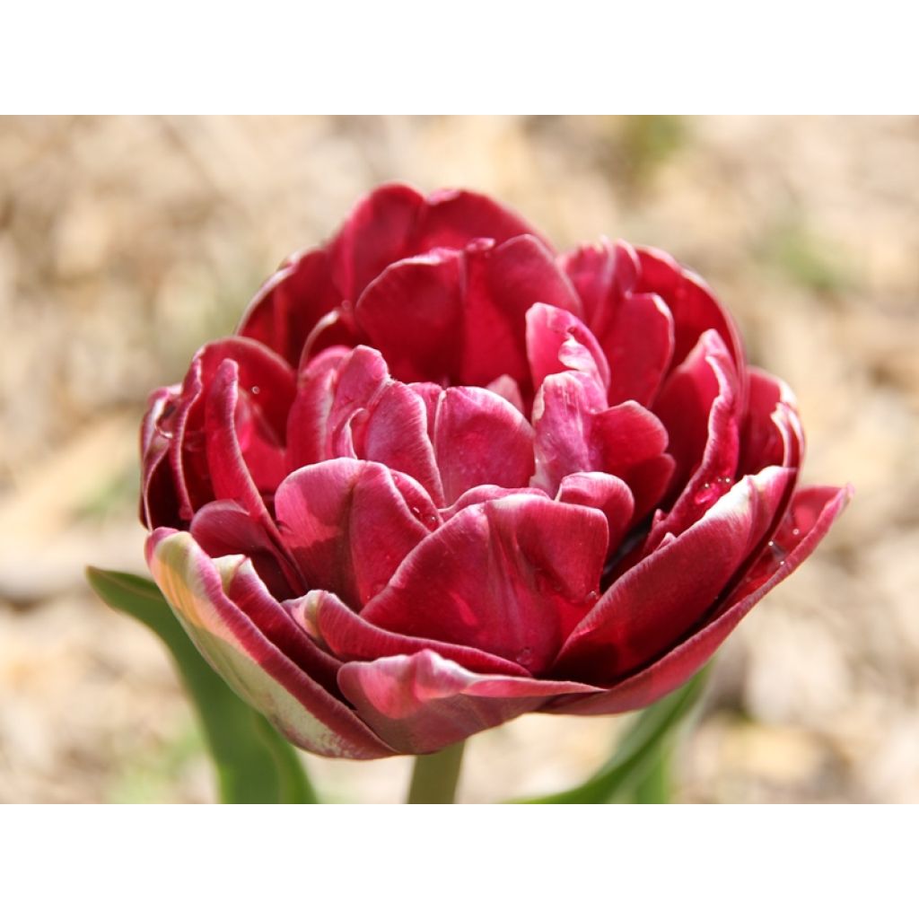 Tulipa Dream touch - Double Late Tulip