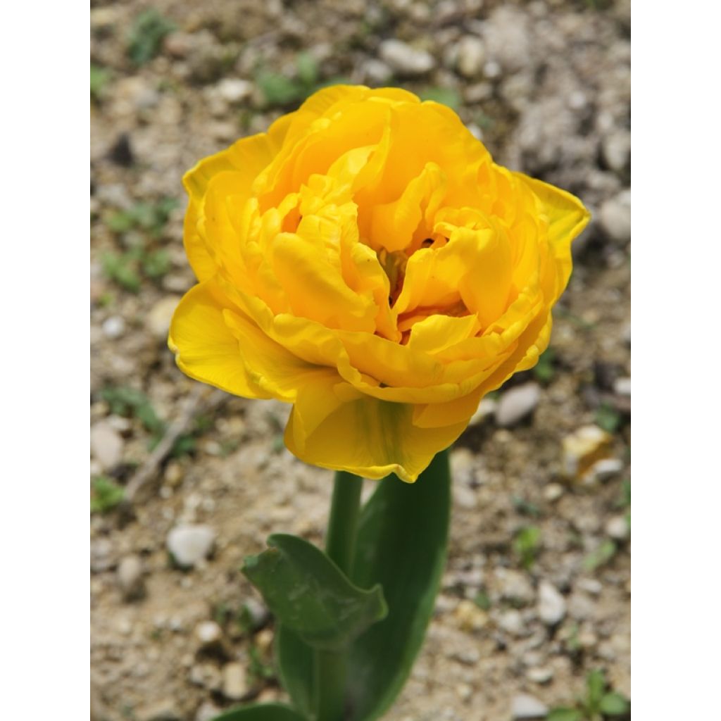 Tulipa Gold Fever- Double Early Tulip