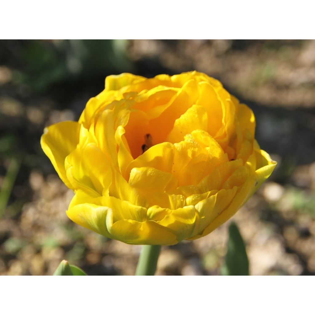 Tulipa Gold Fever- Double Early Tulip