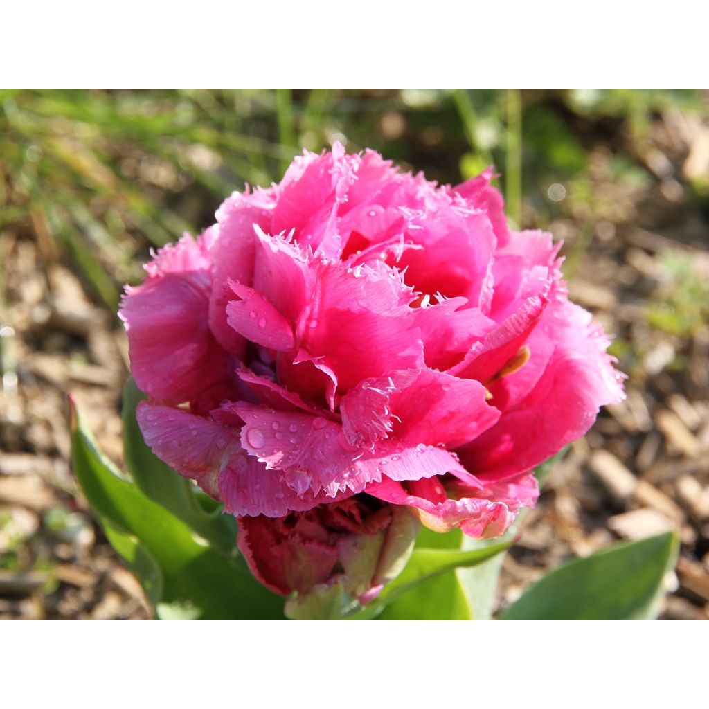 Tulipa crispa Match Point