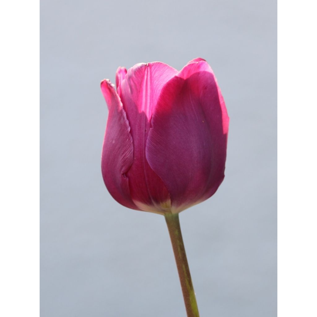 Tulipa Passionale - Triumph Tulip