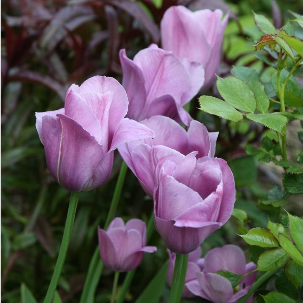 Tulipa Violet Beauty