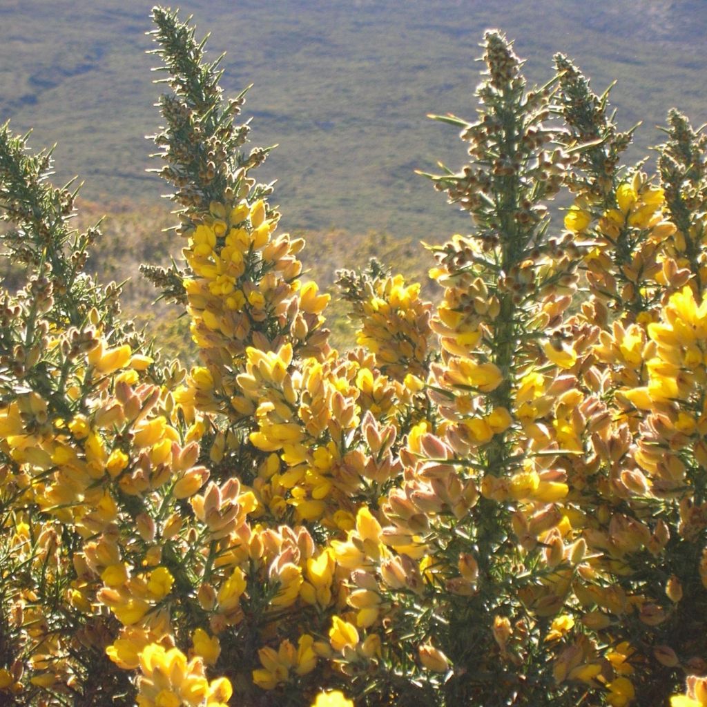 Ulex europaeus - Gorse