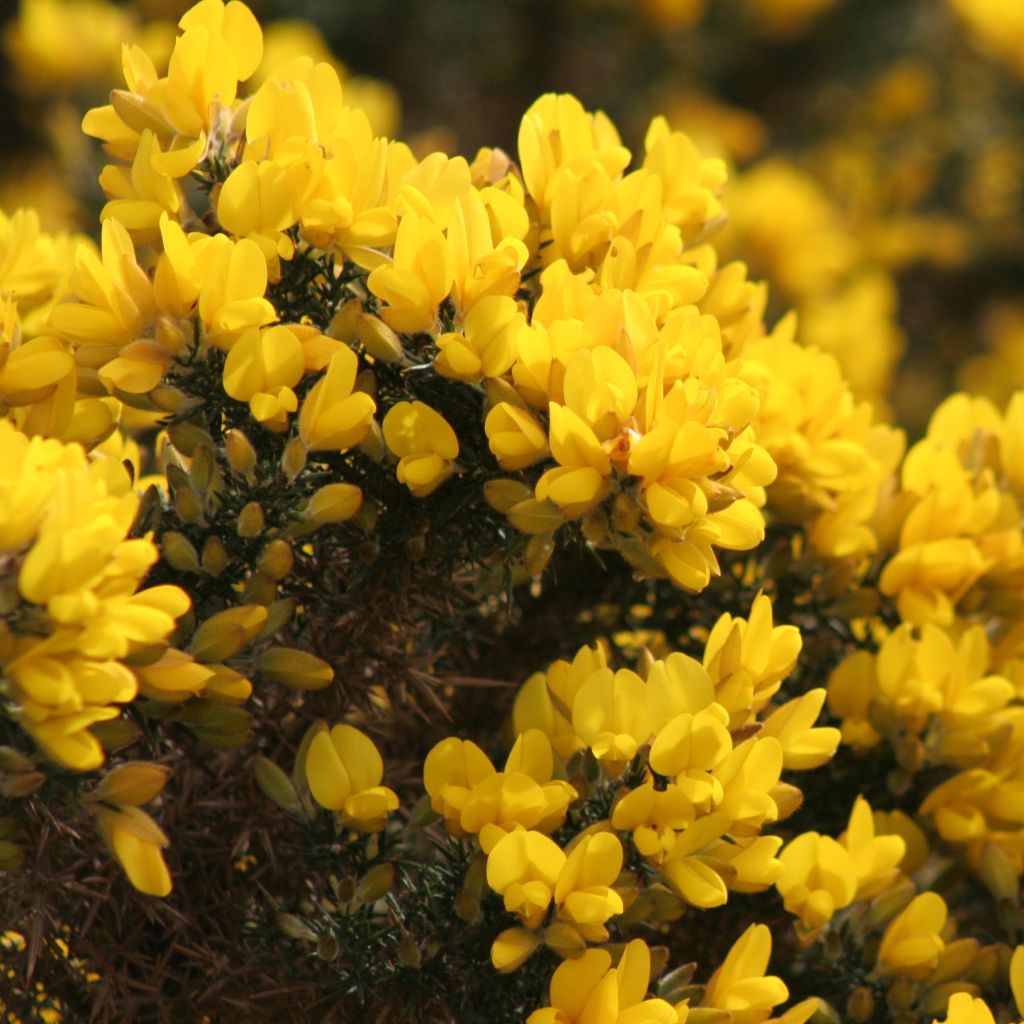 Ulex europaeus - Gorse