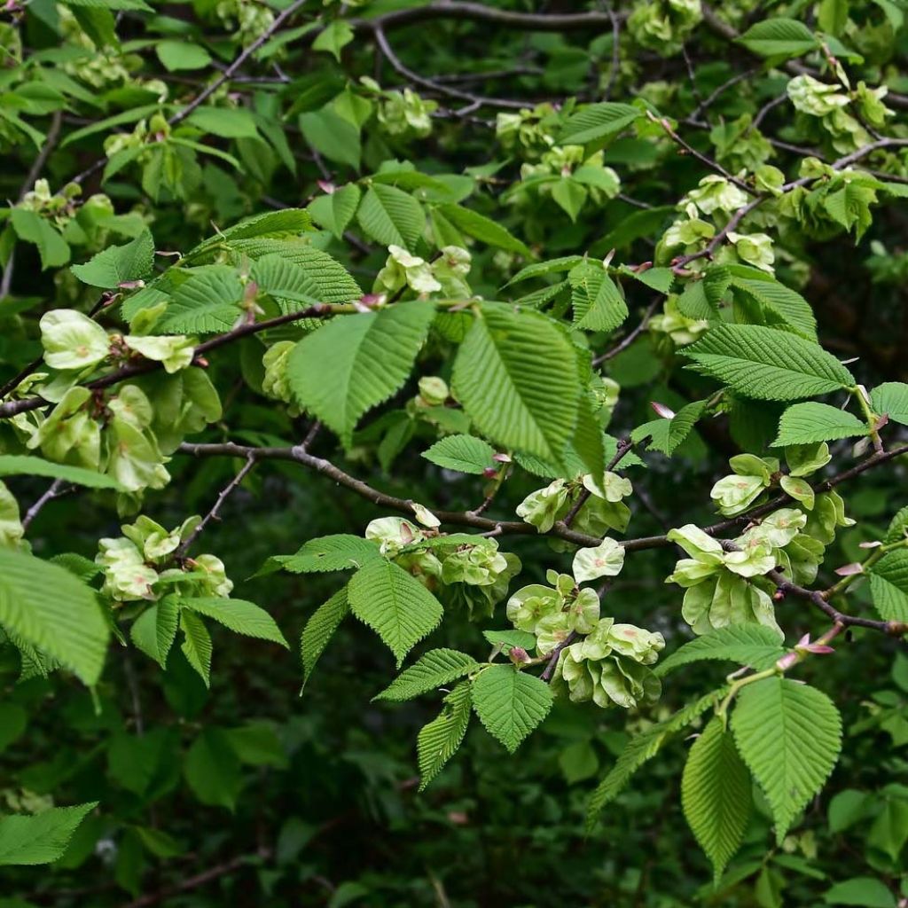 Ulmus glabra - Elm